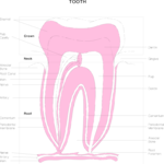 Chart - Tooth