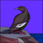 Guillemot 1 Clip Art