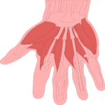 Musculature - Hand 2