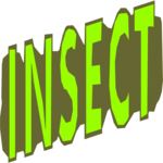 Insect
