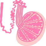 Testicle
