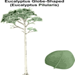 Eucalyptus Globe-Shaped