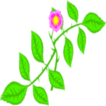 Dog Rose 1