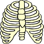 Ribcage