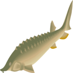 Sturgeon 1 Clip Art