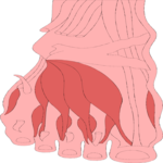 Musculature - Foot