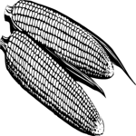 Corn 06