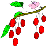 Cherries on Branch Clip Art