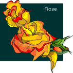 Rose 71