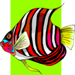 Angel Fish 15