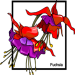 Fuchsia 1