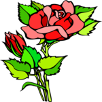 Rose 65