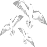 Seagulls 1 Clip Art