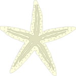 Starfish 14