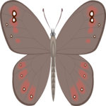 Moth 27