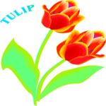 Tulip 13