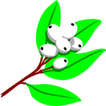 Mistletoe Clip Art