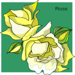 Rose 77