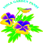 Viola Garden Pansy 