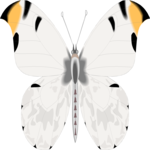Butterfly 085 Clip Art