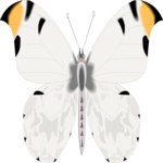 Butterfly 085 Clip Art