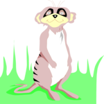 Meerkat