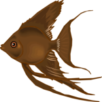 Angel Fish 17