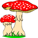Mushrooms Spotted