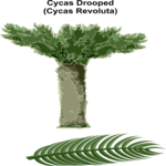 Cycas Drooped