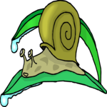 Snail 13 Clip Art