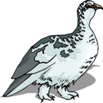 Ptarmigan Clip Art