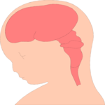 Brain Development 2 Clip Art