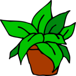 Plant 054