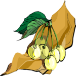 Cherries 36