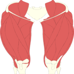 Musculature - Thigh 4