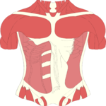 Musculature - Torso