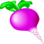 Radish 08 Clip Art