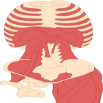 Musculature - Various