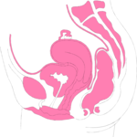 Reproductive - Female 3