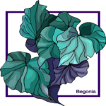 Begonia 2