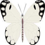 Butterfly 072