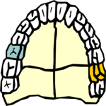 Teeth 3