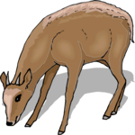 Antelope - Pygmy 1