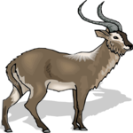 Antelope 32 Clip Art