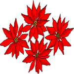 Poinsettia 09