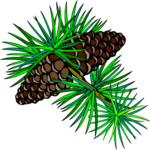 Pine Cones 2