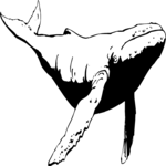Whale 06