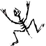 Animal Skeleton