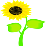 Sunflower 4