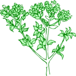 Plant 063 Clip Art